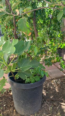 Jujubes (dates)& Fig tree: about 38 inches :