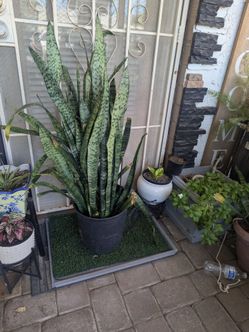 Sansevierias Snake plants