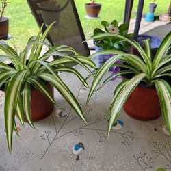 Spider Plants | Red Sage | White Vinca | Persian Shields