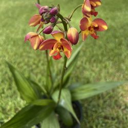 GROUND ORCHIDS Multi-color ( 3 Gallon Pot) Eye Catching 
