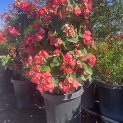 Corona De Cristo 15 Gallon