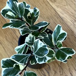 Rare Variegated Ficus Triangularis / Free Delivery Available 