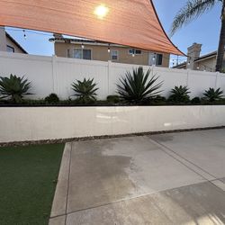 PLANTS - blue agave, foxtail, aloe succulents 