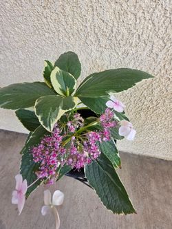 🌿 Variegated Hydrangea (Hydrangea macrophylla🌿🌿
