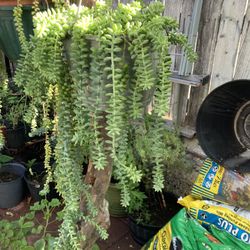 Planta