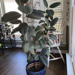 Ficus rubber tree plant