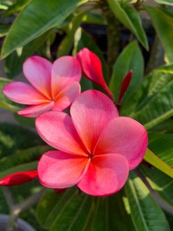 Guillotts Sunset Plumeria - 1 gallon bonsai shape