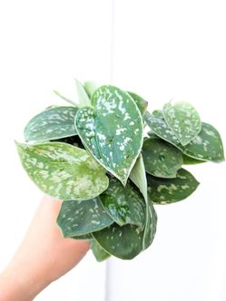Scindapsus Pictus Argyraeus Silver Satin Pothos Plant 4" Pot - Indoor House Plants