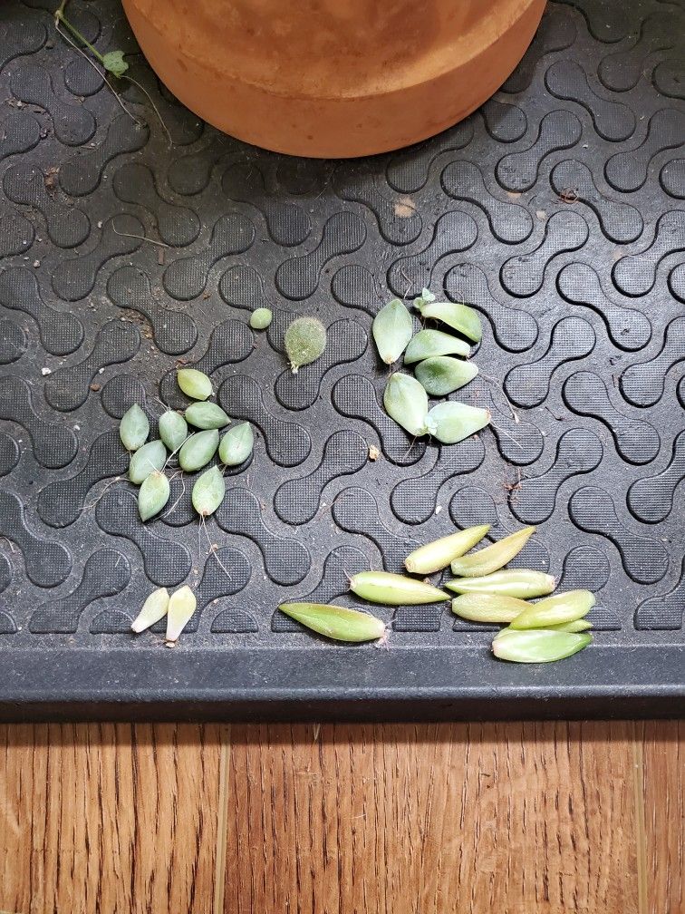 Free Succulent Leaves