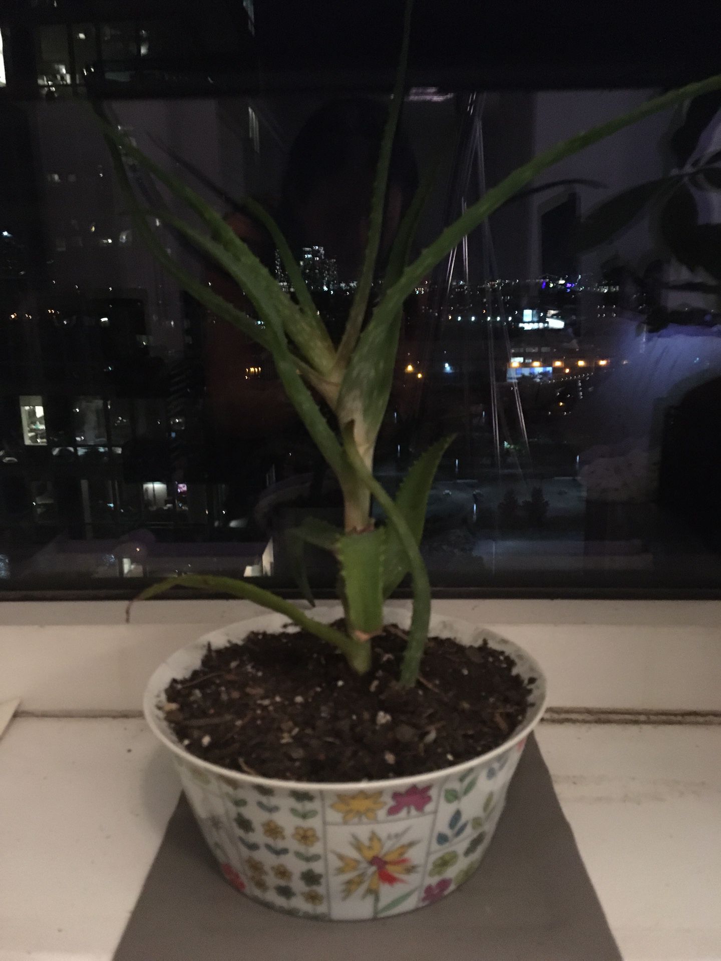 Healthy aloe in pucci porcelain planter