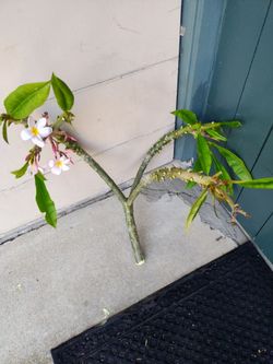 Plumeria cutting, white with pink edges.
