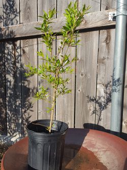 Pomegranate plant 2 ft 2 yrs old