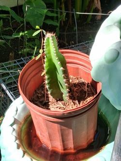 Cactus 🌵 plant