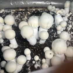 Medicinal mushrooms for the health conscious individual