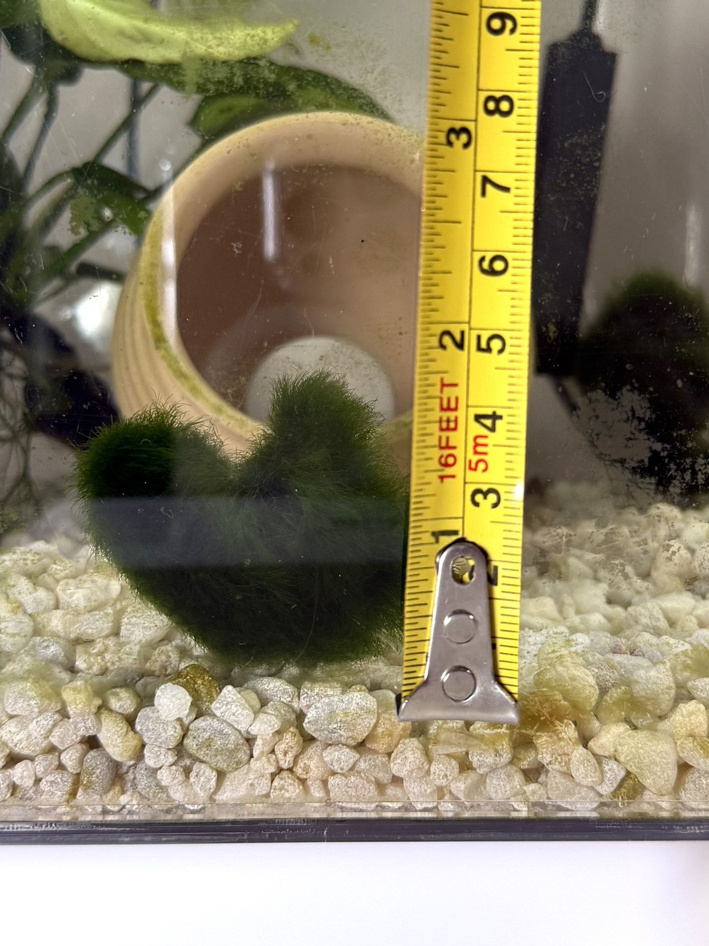Marimo Moss Live Plant Freshwater Aquarium