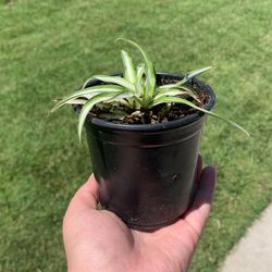 Spider Plant