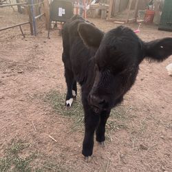 Beautiful calf available heifer 