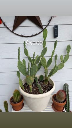 Plants for sale