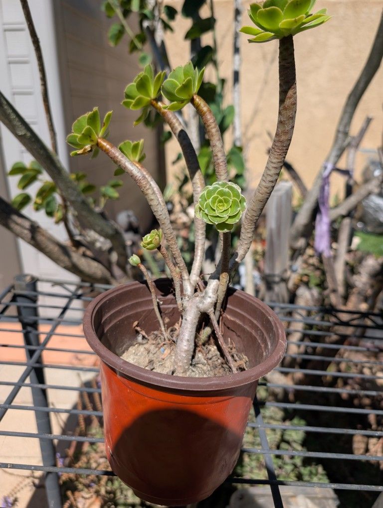Aeronium Arboreum Succulent In Mira Mesa, See Prices