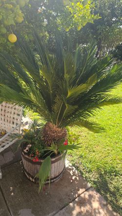 Beautiful Sego palm.