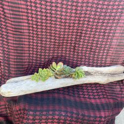 Driftwood Succulent Garden Art