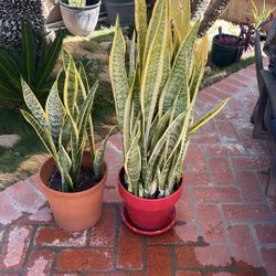 Snake Plant