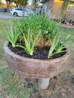 ALOE VERA PLANTS