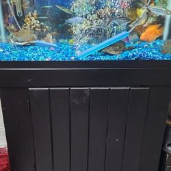 Fish Tank 