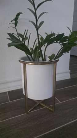 White planter (comes with/without zz plant)