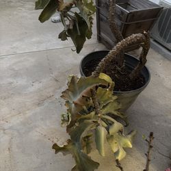 Kalanchoe beharensis