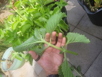 Cuban oregano