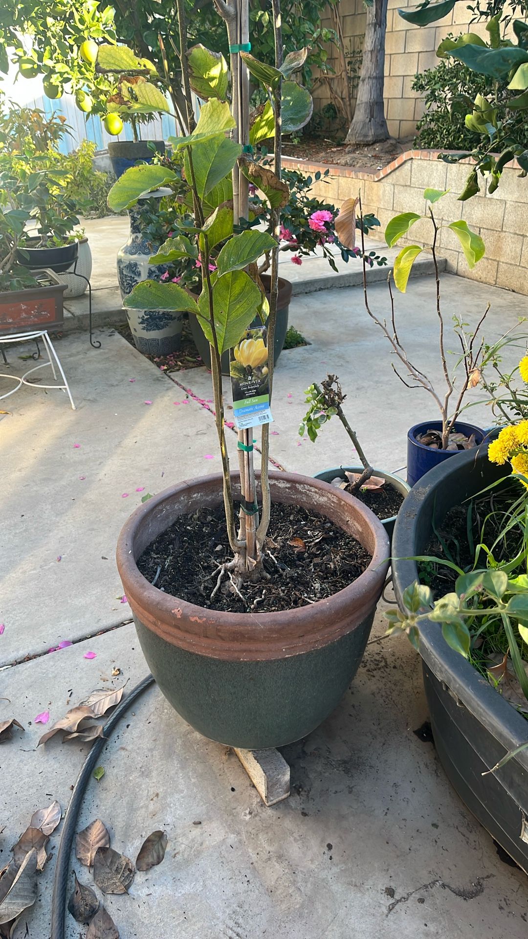 Monrovia Yellow Bird Magnolia
