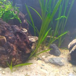 Fish Aquarium Plants