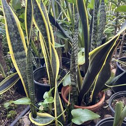 Snake Plants