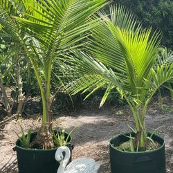 Coconut Palm Trees