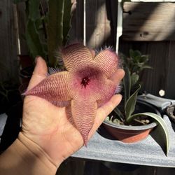 Stapelia Gigantea 