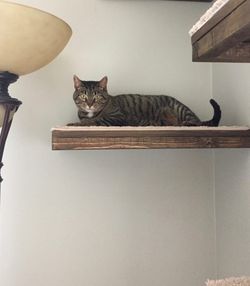 Cat perch cat wall bed cat wall climbing tower Cat Wall Bed With Carpet 48” x 8 3/4” x 5 1/2”