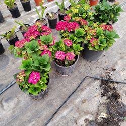 Flores