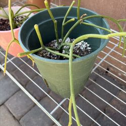 Fire Stick Plant 