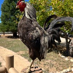 Real Bird Taxidermy Mounted Rooster