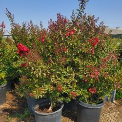 Dynamite Crape Myrtle