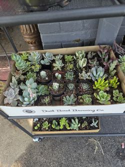 Succulents 