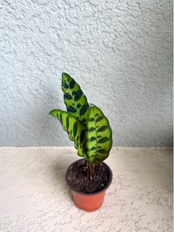 Calathea lancifolia  plant