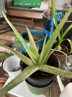 Aloe Vera Barbadensis 
