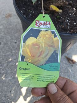 Roses for planting oregold roses yellow