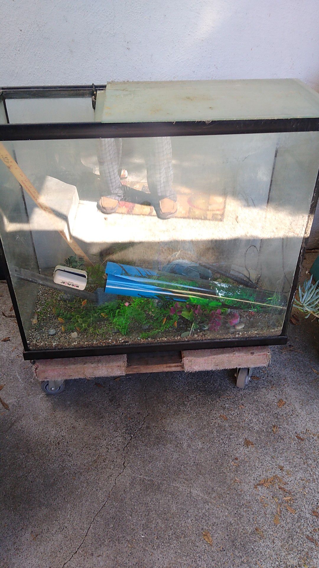 ,75gallon fish tank