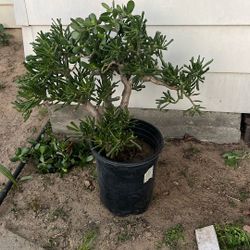 Shreks Ears Oreja De Shrek Plant Planta 