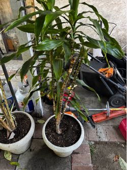 Corn plant