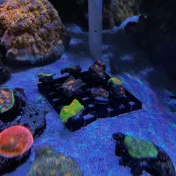 Corals 