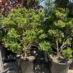 Japanese boxwood topiary bonsai 